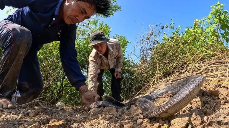 Ý nghĩa mơ thấy người khác bắt được rắn đánh con gì nếu là người thân