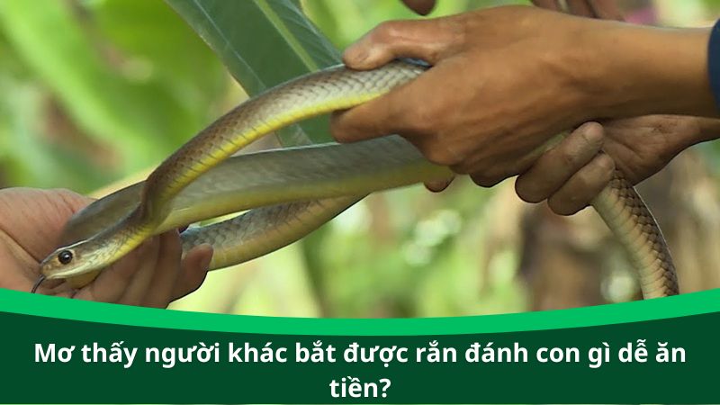 Mơ thấy người khác bắt được rắn đánh con gì dễ ăn tiền?