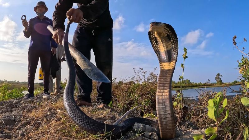 Ý nghĩa mơ thấy rắn hổ mang cắn là hổ mang đen