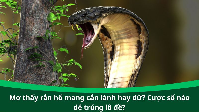 Mơ thấy rắn hổ mang cắn lành hay dữ? Cược số nào dễ trúng lô đề?