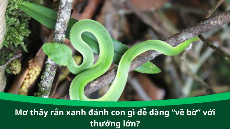 Mơ thấy rắn xanh đánh con gì dễ dàng “về bờ” với thưởng lớn?
